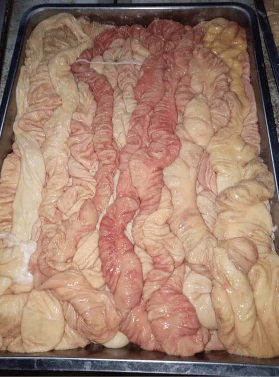 东北新鲜肥肠5斤（不去油）