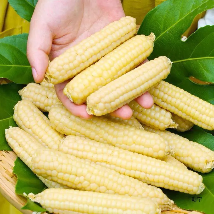 【王品】云南拇指小玉米1斤礼盒装/2斤礼盒装（单果50-120g）