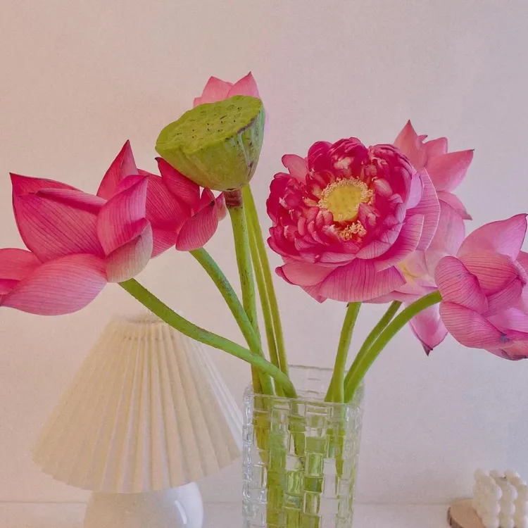 【夏日限定】荷花鲜花莲子家居室内优雅插花