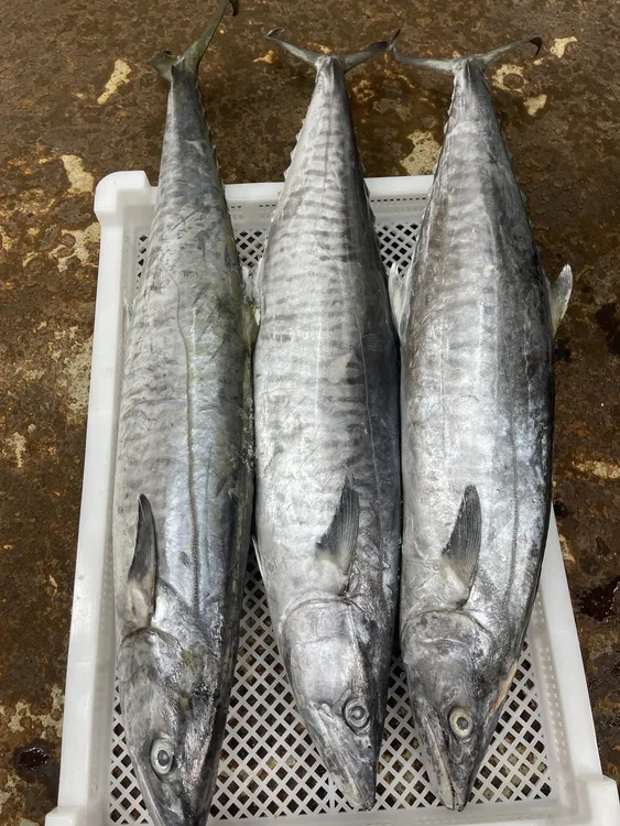 4斤正宗马鲛鱼海鲜博贺港新鲜鲜活速冻深海海钓肉质鲜嫩顺丰包邮
