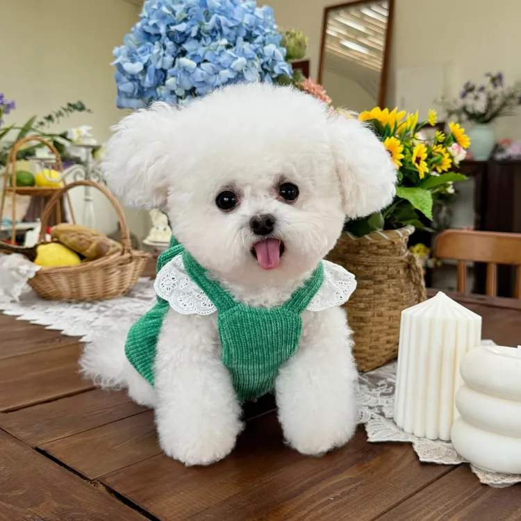 五只小白熊宠物衣服秋冬新款雪尔绒蕾丝吊带开衫狗狗猫咪保暖裙子