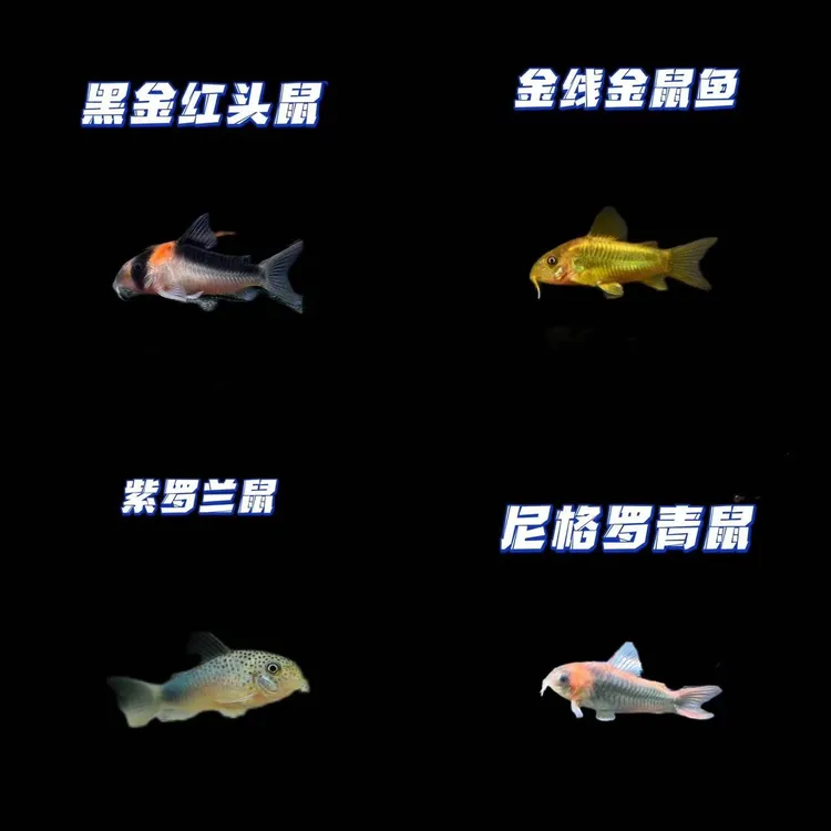 金线金鼠紫罗兰鼠尼青黑金红头鼠（袋内包损）