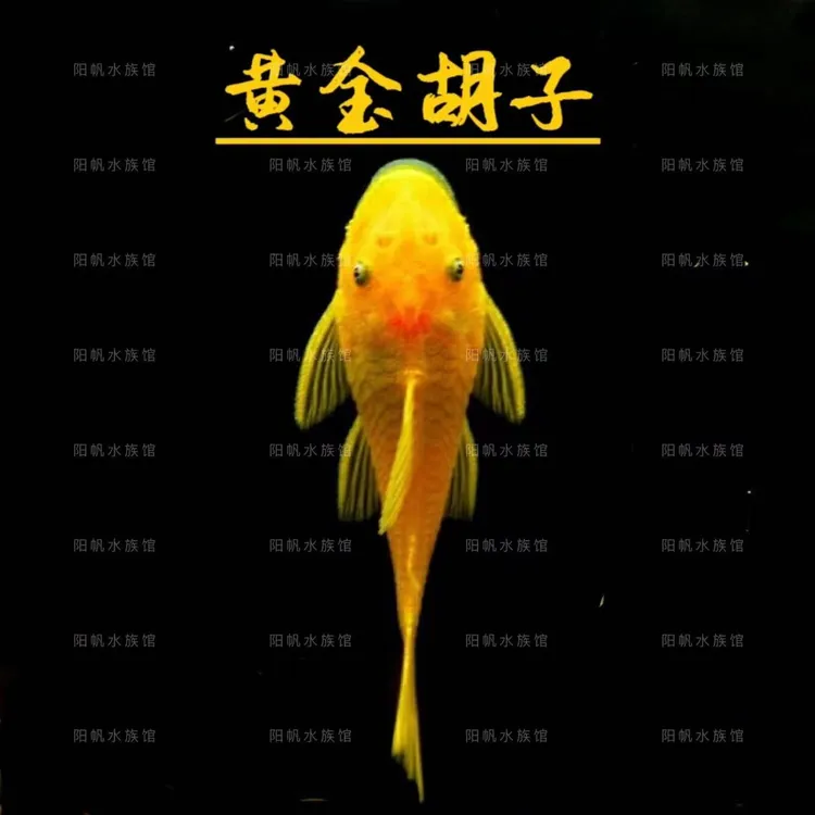 黄金胡子 清缸除藻吃菌膜 不吸鱼 (袋内包损)