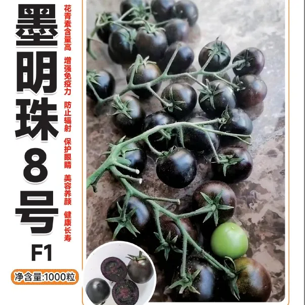 墨明珠8号，杂交一代黑色小番茄单果重20克左右，糖度8耐运耐裂