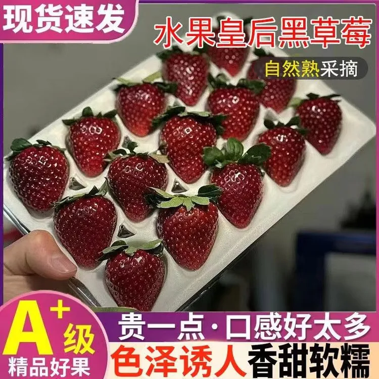 顺丰空运真红美铃草莓丨黑美人黑珍珠黑草莓新鲜时令水果现摘整箱