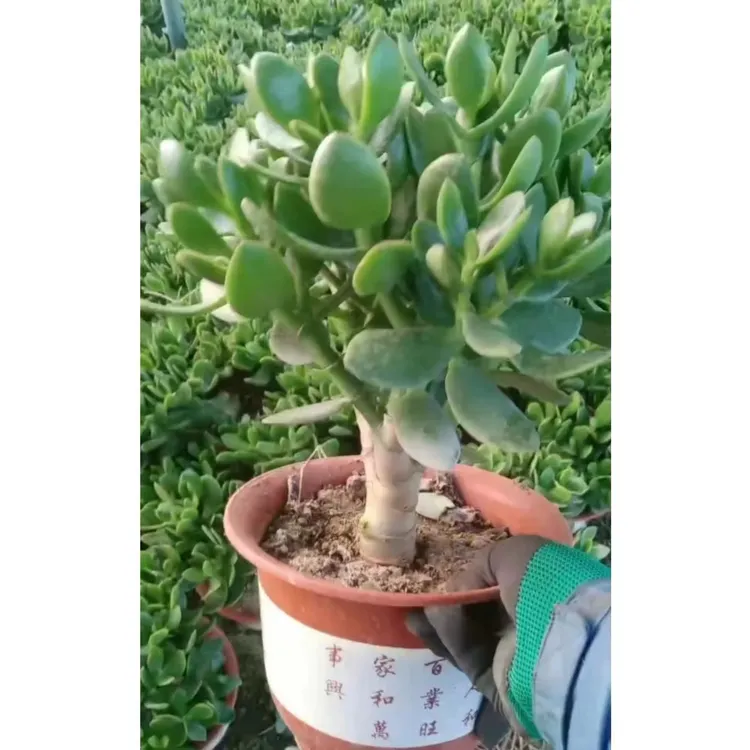 玉树盆栽老桩盆景春季扦插栽培耐寒秋季上盆繁殖根部上盆上盆四季