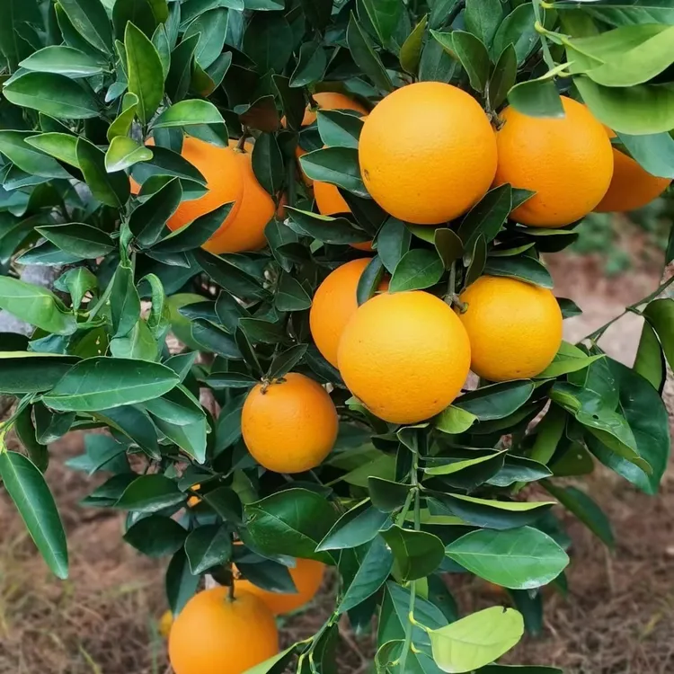 正宗赣南贡品橙现摘现发水果应季 5斤 10斤装果园工厂直发