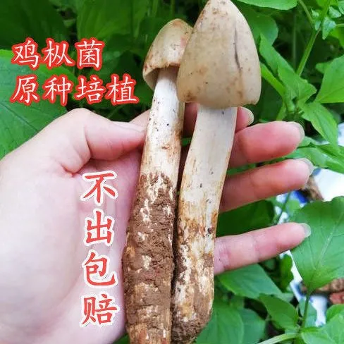 野生鸡枞菌种高产包伞把菇菌种荔枝菌三塔菌斗鸡公菌菇包人工种植