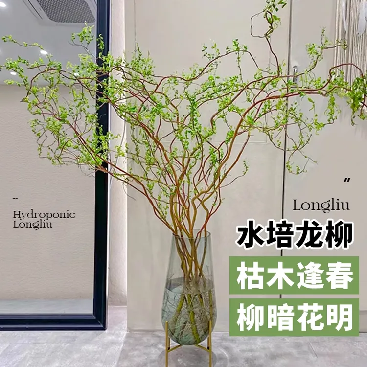 【到手20支1.3-1.5米】国风龙柳鲜切枝客厅书房水培绿植物花卉盆栽