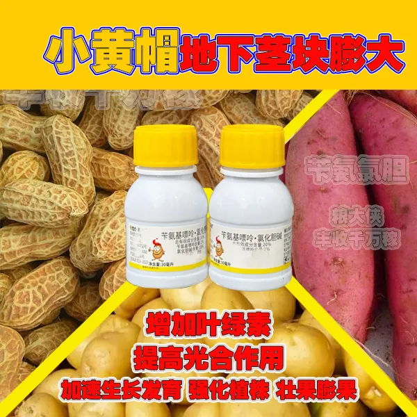  苄氯小黄帽地下茎块膨大,花生,大蒜,生姜,土豆,红薯增产促进生长