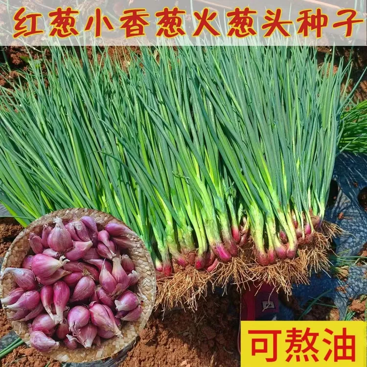 四季红葱头干葱头葱头新鲜火葱种子花盆栽种植个头饱满香葱头爆香