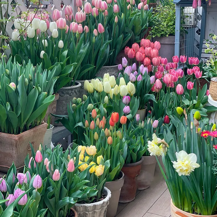 【水培郁金香套装】郁金香种球耐寒好养可水培土培适合阳台种植花卉商品图