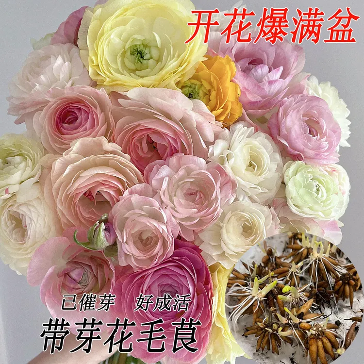 【 带芽发货花毛茛种球】已催芽洋牡丹球根庭院阳台盆栽花卉植物苗