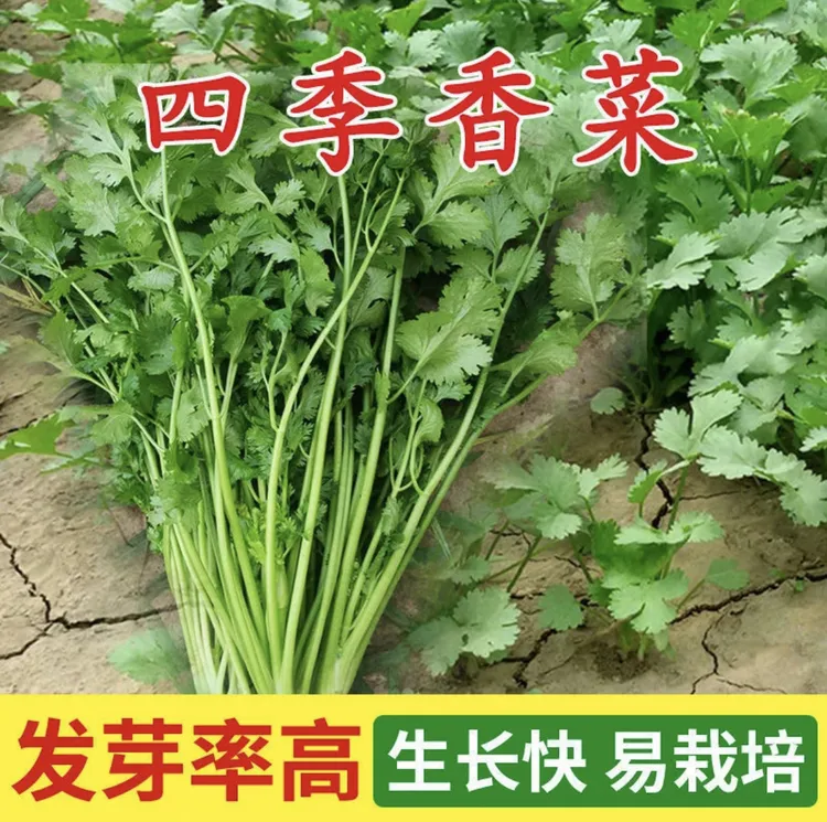 香菜种子四季速生芫荽家庭室内盆栽香菜种籽播种简单耐旱蔬菜种籽
