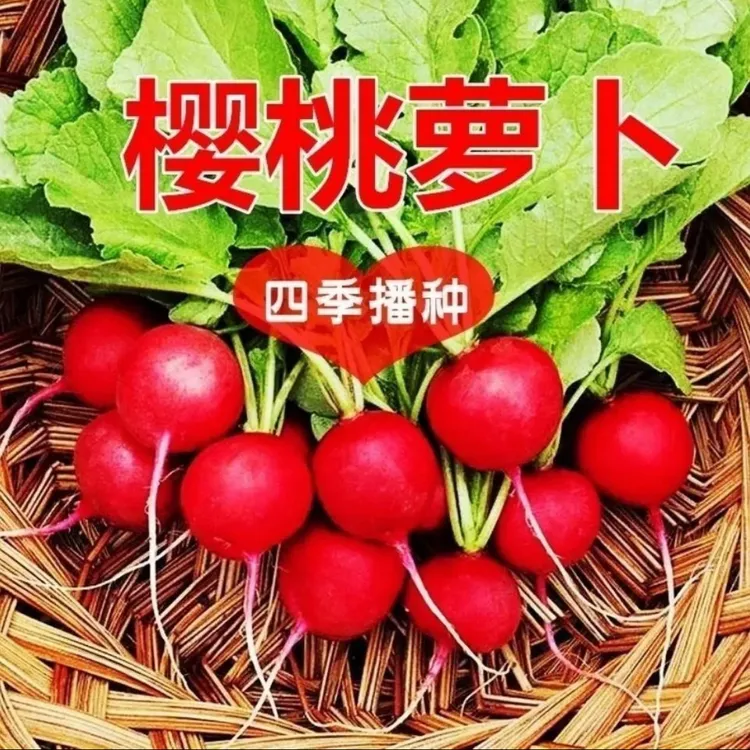 四季樱桃萝卜红皮白肉脆甜多汁新鲜蔬菜阳台种商品图