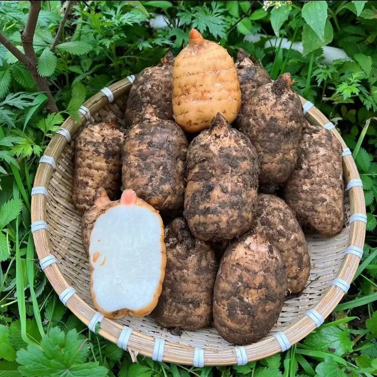 贵州高山新鲜乌天麻现挖现发