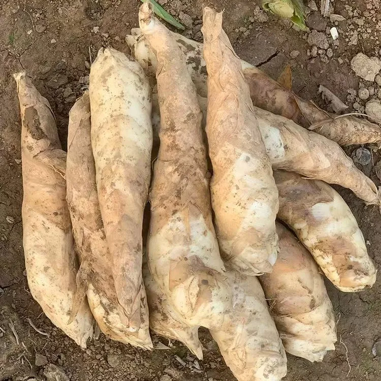 新鲜现挖竹薯竹芋竹根薯冬粉薯东京薯冬笋薯面薯煲汤食材火锅底料