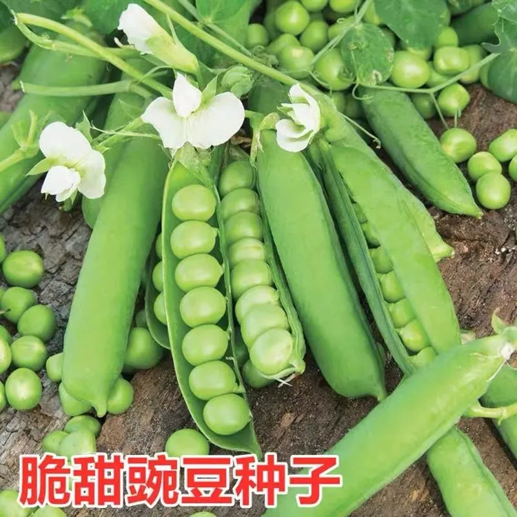 【甜脆豌豆种子】豌豆种籽阳台四季蔬菜高产大荚青豌豆种籽大粒包邮