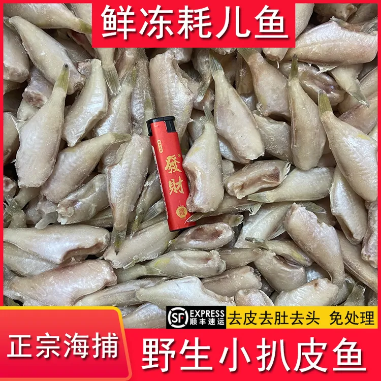 小耗儿鱼马面鱼鲜冻剥皮鱼新鲜鱼玻璃海鲜鱼包冰新鲜包邮商用冰鲜
