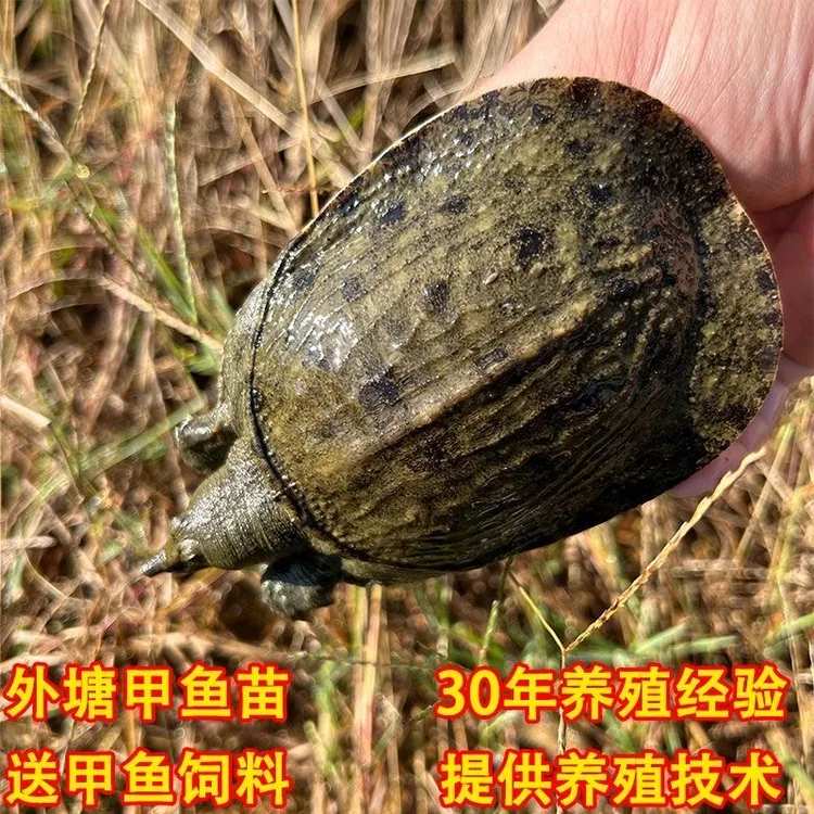 1-8两外塘冷水甲鱼苗生态团鱼水鱼放养大规格甲鱼