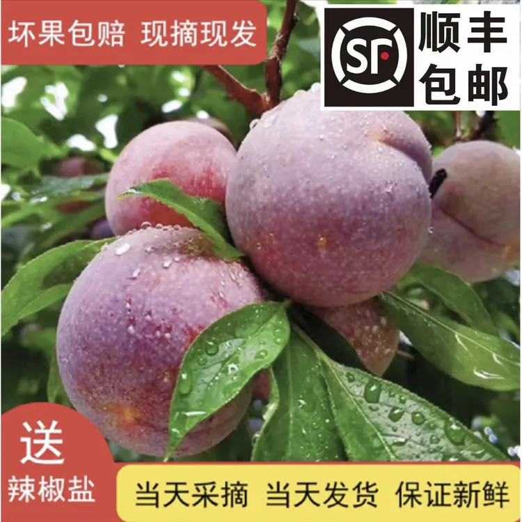 广东信宜钱排三华李新鲜现摘红心酸甜脆口水果