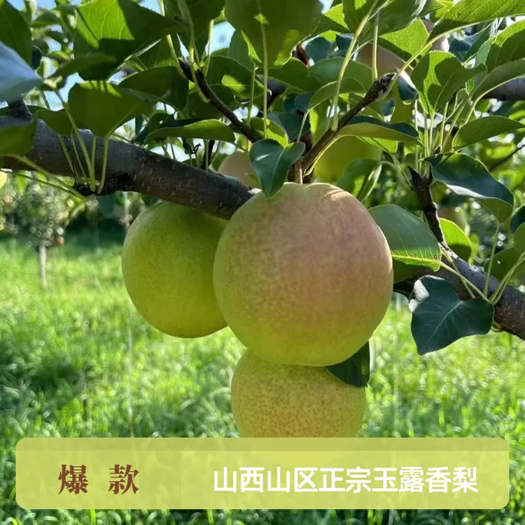 山西玉露香梨正宗原产地直发礼盒装送礼稀有玉露香梨冰糖雪梨