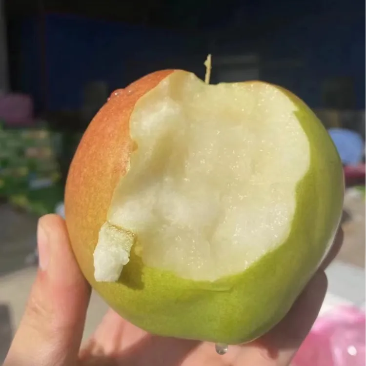 山西正宗玉露香梨梨子雪梨苹果《山西广电严选》水果