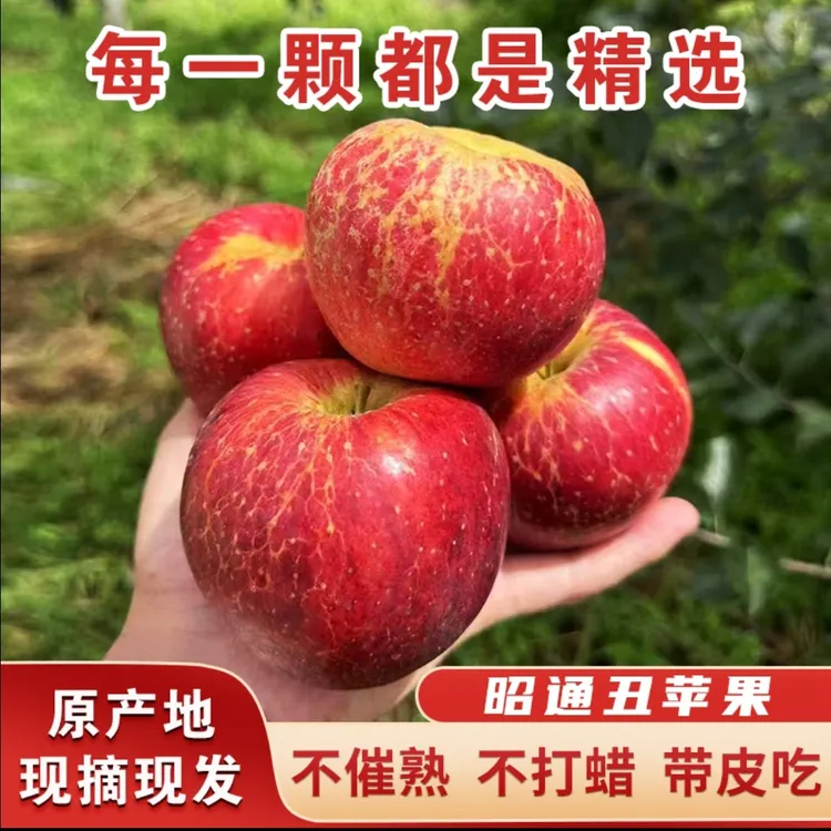 现摘现发云南昭通冰糖心丑苹果脆甜多汁新鲜好吃精选5/10斤包邮