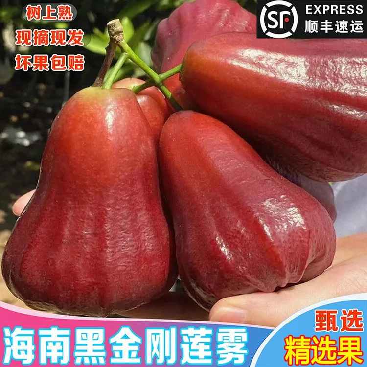 【小爱优选】海南黑金刚莲雾果树上熟脆爽清甜当季新鲜水果顺丰空运