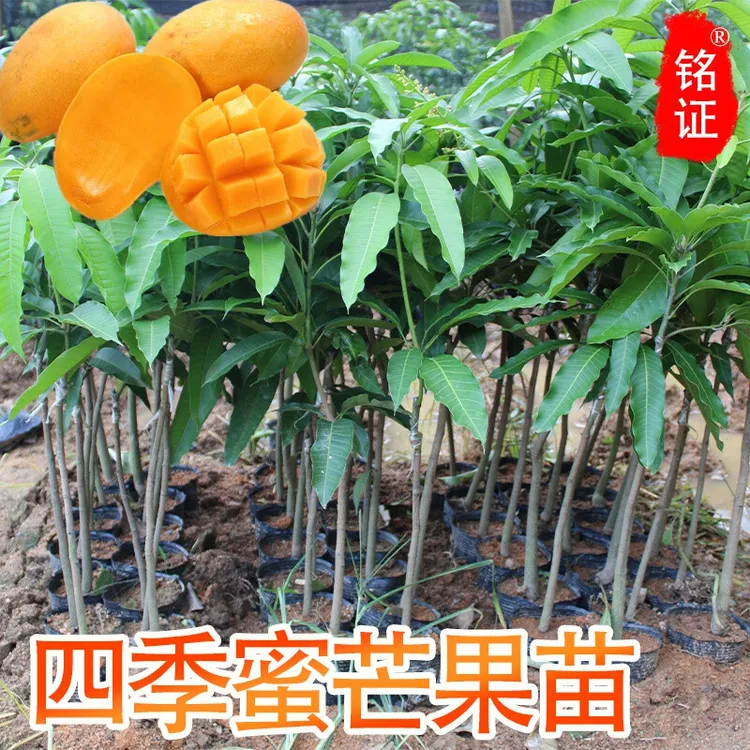 红贵妃芒果树苗桂七青皮芒台农一号四季蜜芒金煌芒果苗澳芒芒果苗