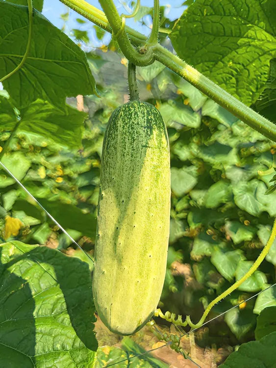 正宗云南本地老品种黄瓜现摘现发凉拌收到货皮可能会黄