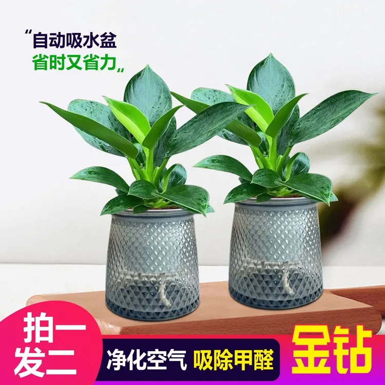 【买一盆送一盆】大叶金钻绿公主室内绿植盆栽办公室四季常青水培