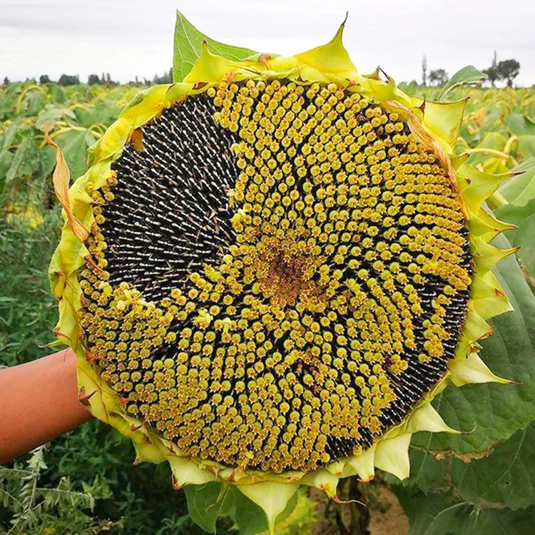 向日葵种子食用瓜子种子高产经济型食用葵花籽种子早熟大粒食用向