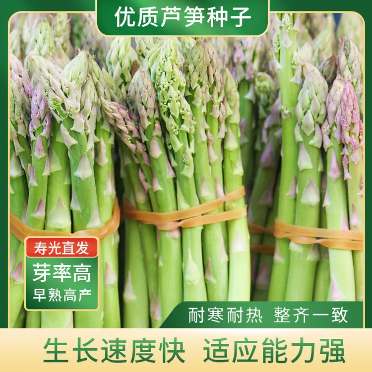 多年生芦笋种子高产耐寒阳台盆栽小院四季种植芦笋根苗种籽