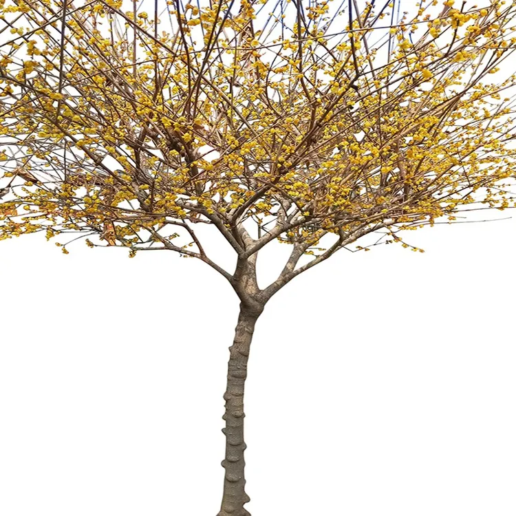 浓香型耐寒素心腊梅花树苗庭院地栽四季花卉植物俊霞腊梅姐姐基地