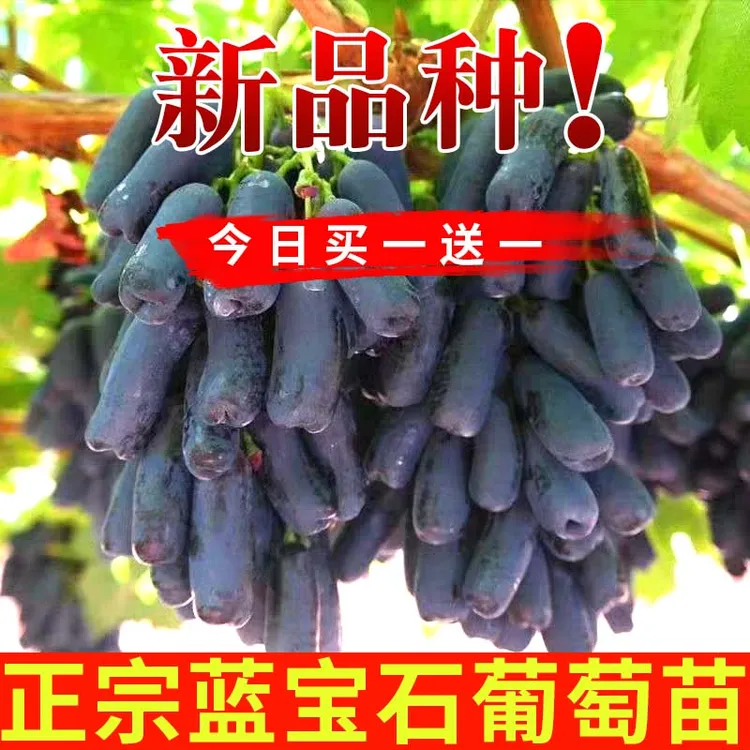 阳光玫瑰葡萄树苖盆栽巨峰蓝宝石北方耐寒南方种植庭院爬藤葡萄苗