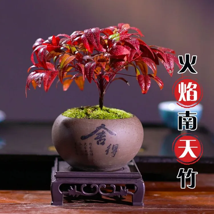 火焰南天竹盆栽绿植年宵花卉书房客厅植物桌面禅意摆件盆景好养