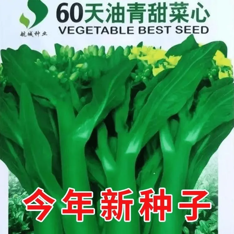【割完又长】60天油青甜菜心种子早熟耐高温春秋菜苔农家蔬菜种子