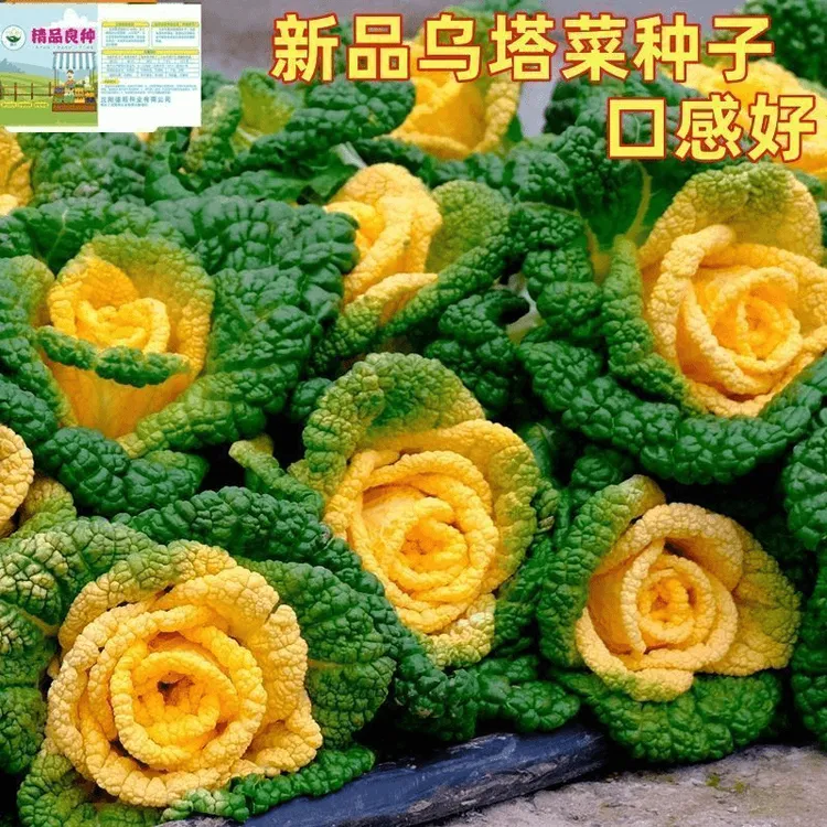 黄心乌塌菜籽耐寒黄心菜种子菊花心菜黄玫瑰乌菜娃娃蔬菜种子白菜