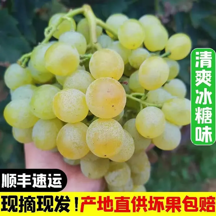 山东大泽山白玫瑰香葡萄泽山一号新鲜水果顺丰包邮