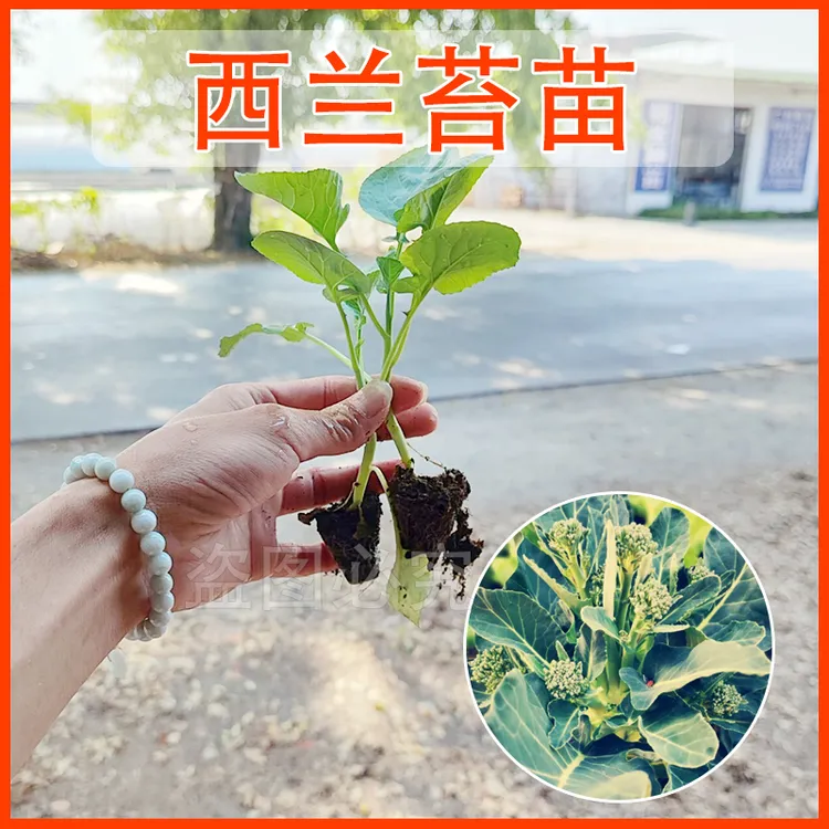 西兰苔秧苗 西蓝芥兰菜心四季阳台种菜盆栽蔬菜种苗