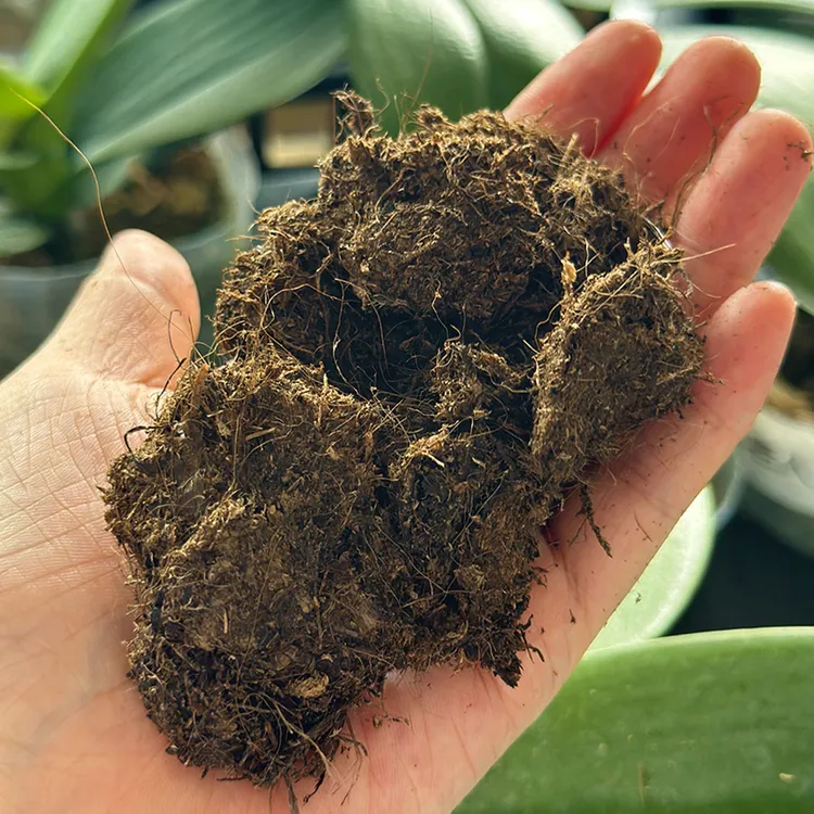 花花喜大王蝴蝶兰拉脱维亚有机纯泥炭土营养土无掺杂6升20-40mm