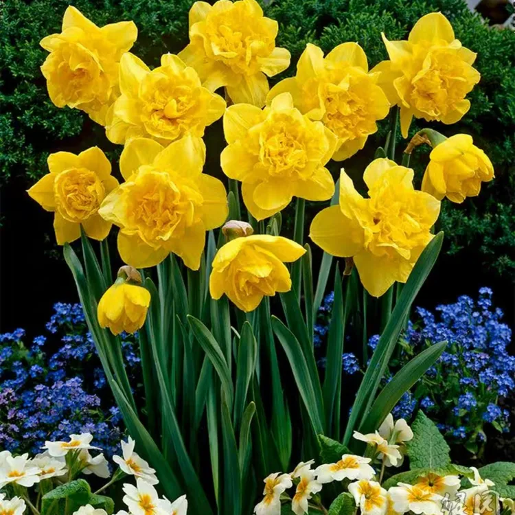 【雪雪家花园专属】洋水仙种球阳台庭院种植耐寒种球花卉