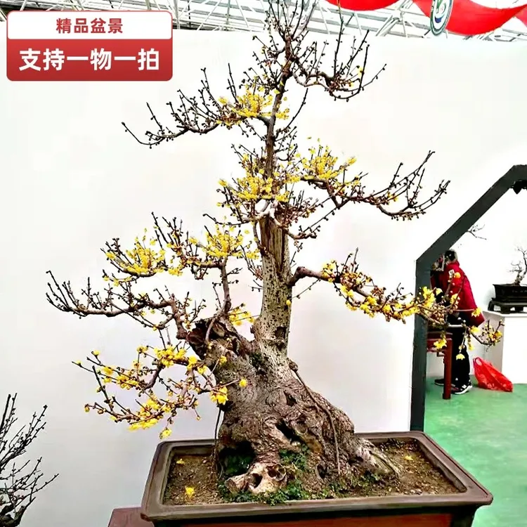 一物一拍中大型盆景老桩素心腊梅花红梅绿梅乌梅鄢陵腊梅树苗