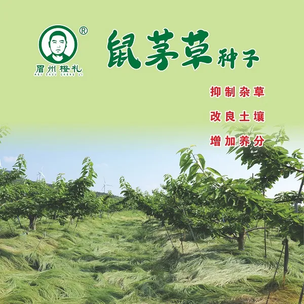 眉州橙礼鼠茅草子绿肥果园生草生长期播种开春夏季种植发芽小麦