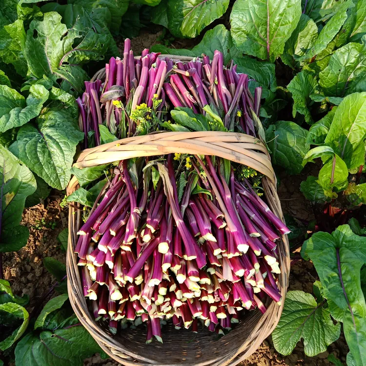 湖北红菜苔新鲜紫菜苔红油菜农家自种现摘现发4斤5斤包邮