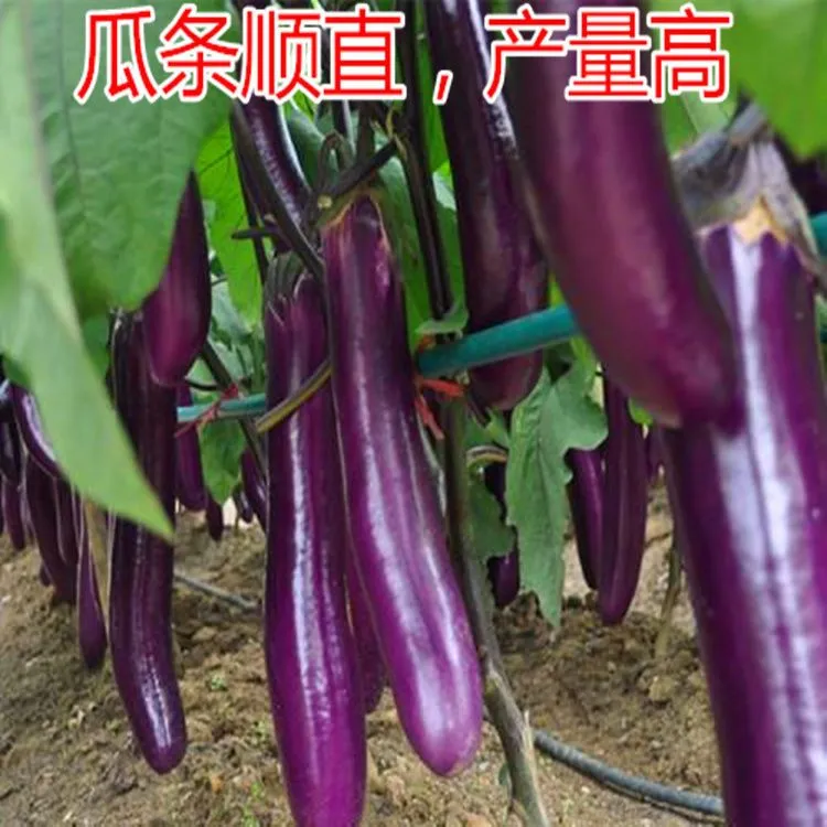 早熟紫红长茄种子紫茄子种籽特大春秋冬季四季烧烤长茄子蔬菜种籽