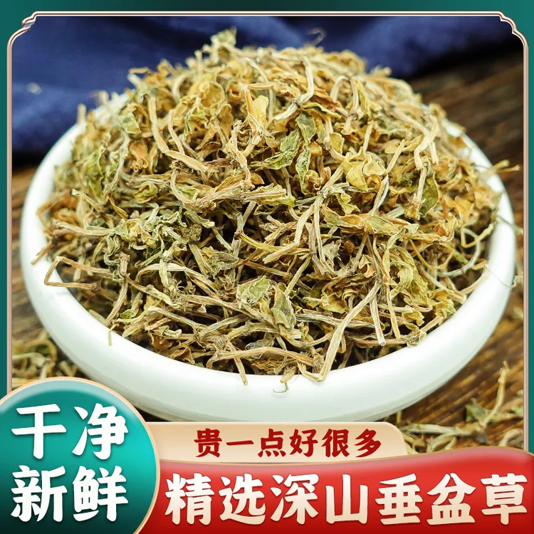 乐儿令优选武当农村新货锤盆草龙胆草垂盆草的功效与作用