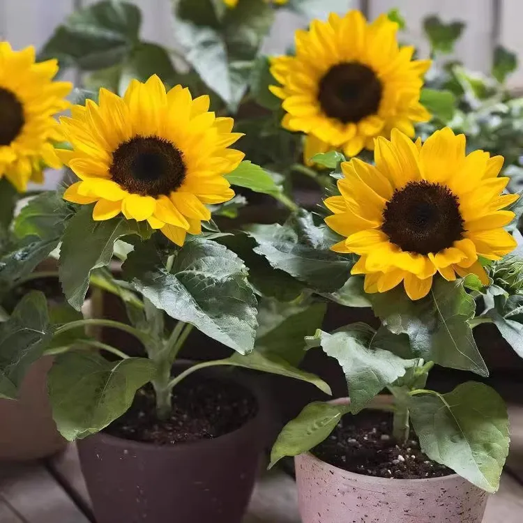 向日葵种子四季花卉阳台盆栽矮葵花种籽观赏观花耐热易活太阳花籽