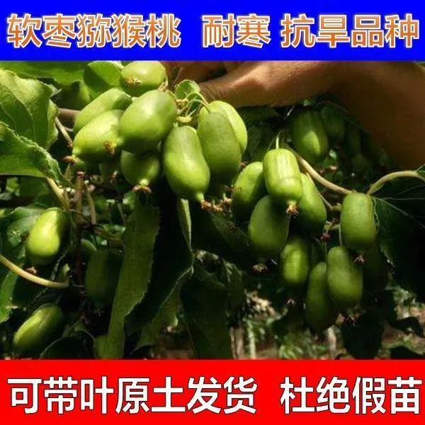 东北耐寒软枣猕猴桃苗自花授粉猕猴桃树苗圆枣子苗盆栽当年结果苗